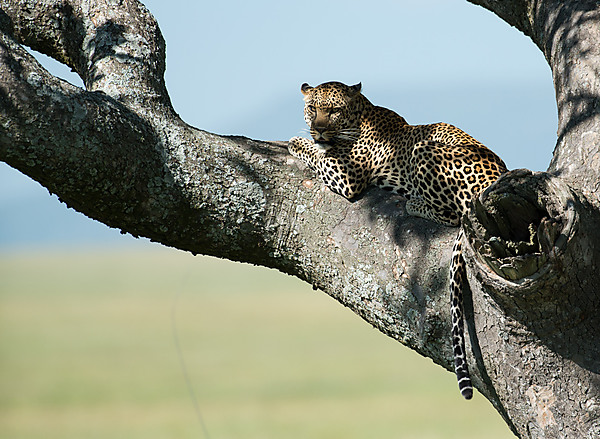 Leopard in Tree