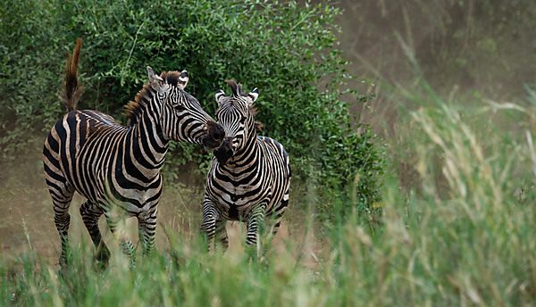 Zebras Chasing Each Other