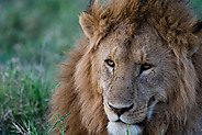 Male Lion