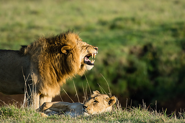 Lion Roaring Posting Mating