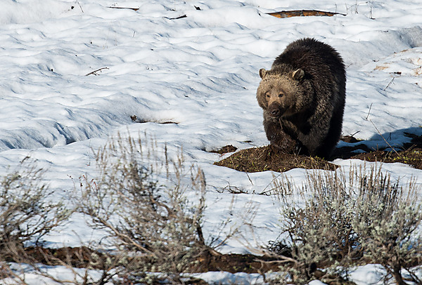 Grizzly Bear