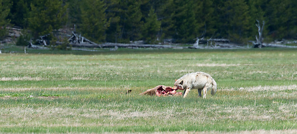 Wolf Feeding on Elk Carcass
