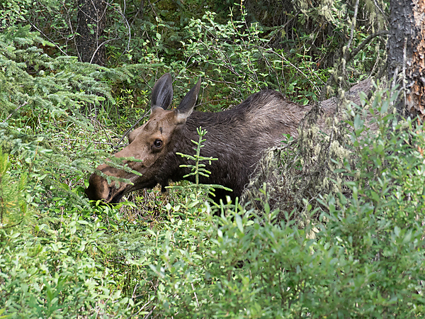 Moose, along Maligne Lake Road