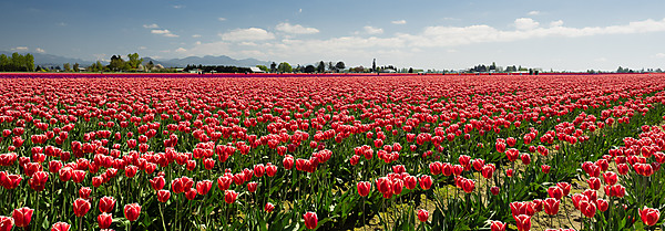 Red and White Tulip Field