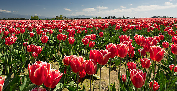 Red and White Tulips