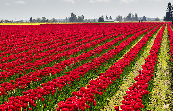 Red Tulip Rows