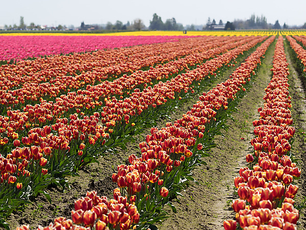 Red and Yellow Tulip Rows