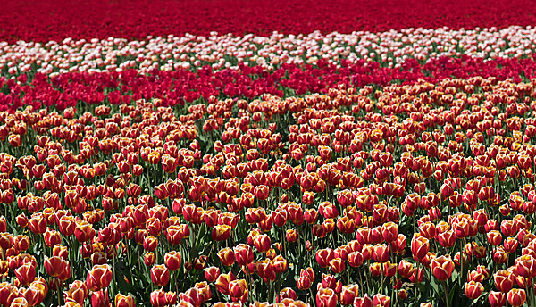 Multi-Colored Tulips