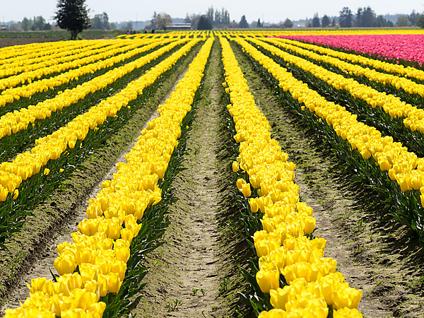 Yellow Tulip Rows
