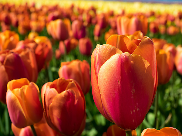 Red Tulip with Yellow Edges