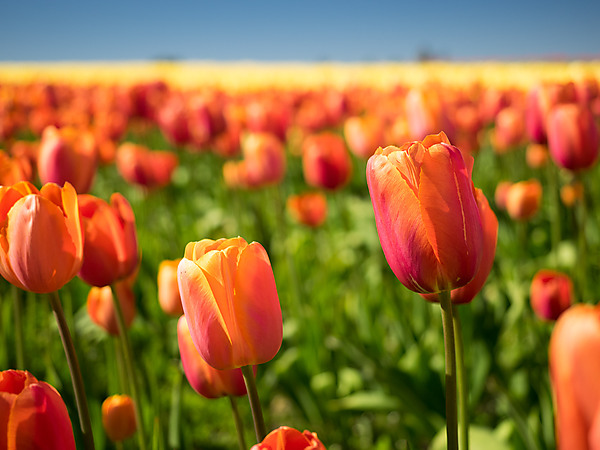 Red and Orange Tulip