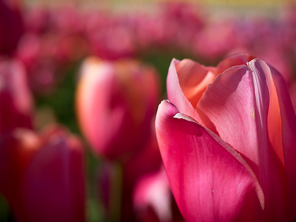 Pink Tulip