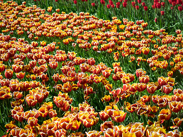 Multi-Colored Tulip