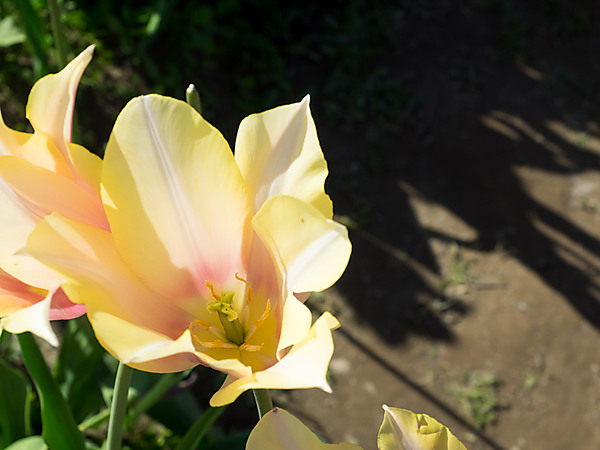 Light Yellow Tulip