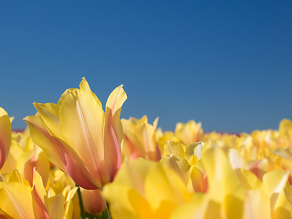 Light Yellow Tulip