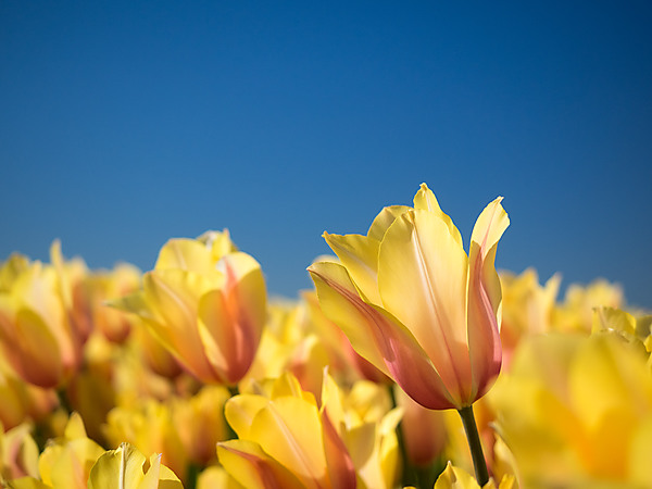 Light Yellow Tulip