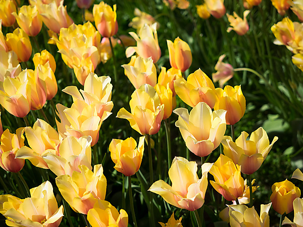 Yellow Tulips