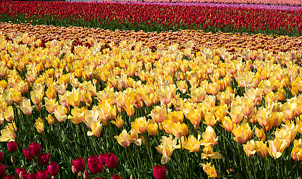 Yellow Tulip Field