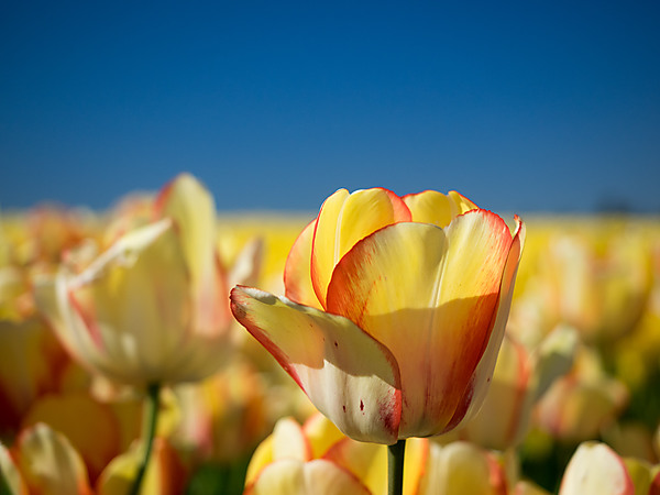 Yellow with Red Edges Tulip
