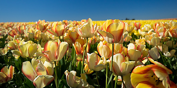 Yellow with Red Edges Tulip