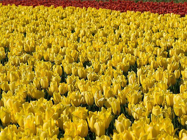 Yellow Tulips