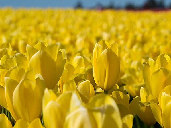 Yellow Tulip in a Field