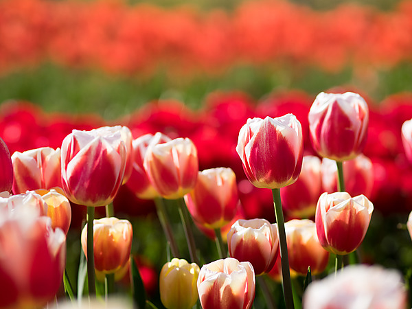 Red with White Edges Tulip