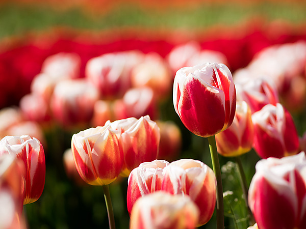 Red with White Edges Tulip