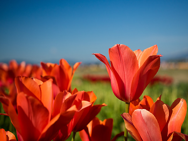 Light Red Tulip
