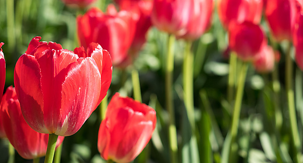 Red Tulip