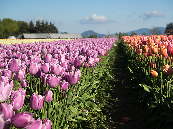 Purple Tulip Row