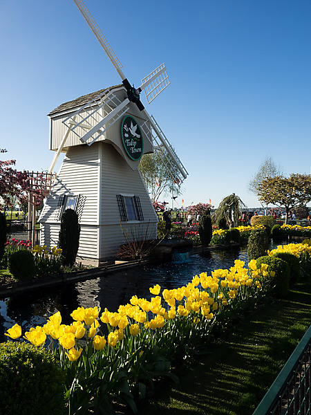 Tulip Town Windmill