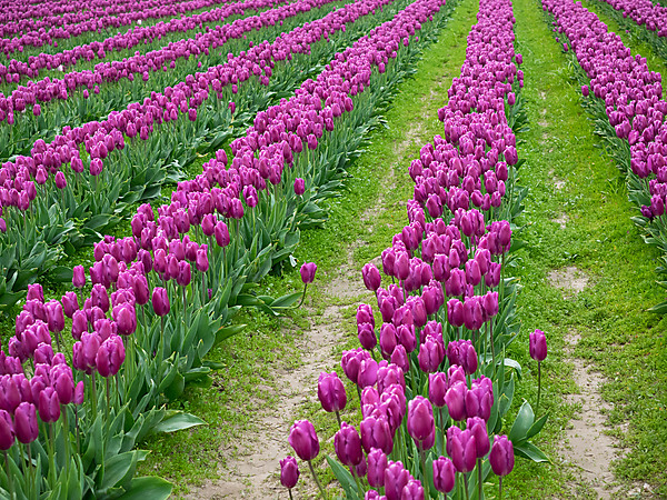Purple Tulip Rows
