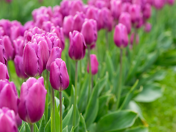 Purple Tulips