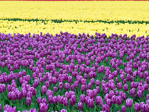 Purple & Yellow Tulip Fields