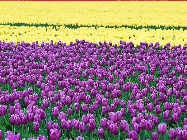 Purple & Yellow Tulip Fields