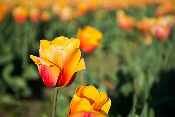 Yellow and Red Tulip