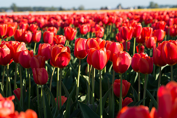 Red Tulip Field