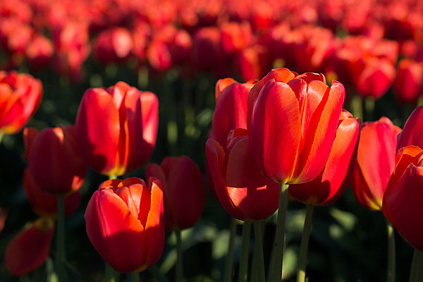 Red Tulips