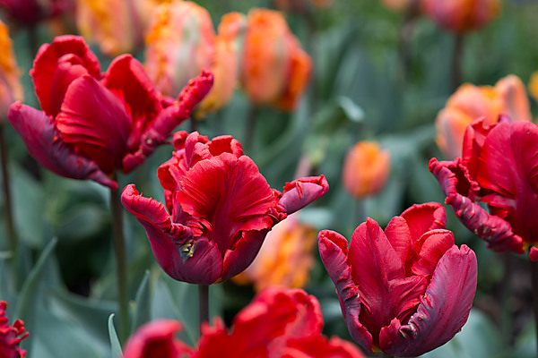 Red Parrot Tulips