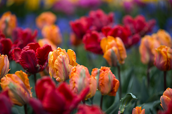 Irene Parrot Tulips