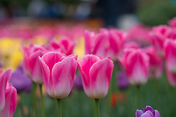 Dynasty Tulips