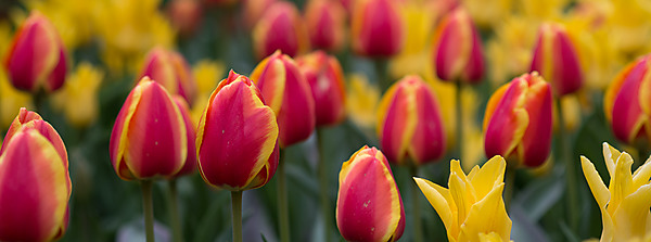 Oriental Splendor Tulips