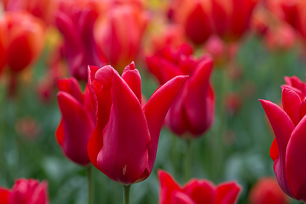 Scarlet Pimpernel Tulips