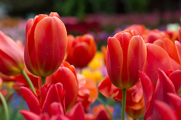 Red Tulips