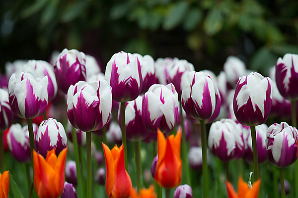 Zurel Tulips