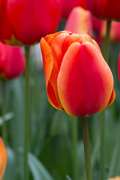 Red Tulip with Yellow Tinge