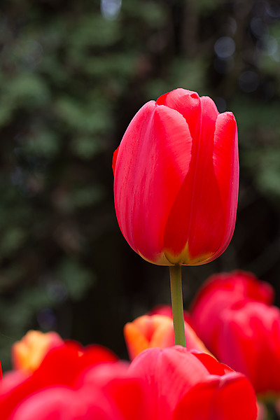 Red Tulip