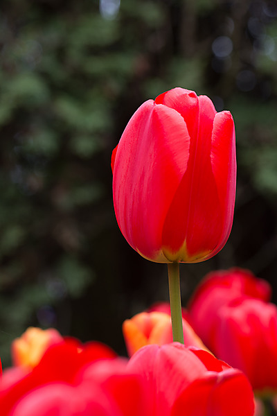 Red Tulip