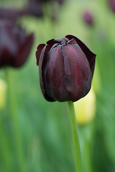 Queen of the Night Tulips